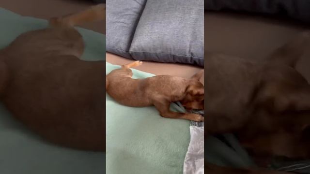 Чак #тойтерьер #пес #песель #чак смотреть онлайн