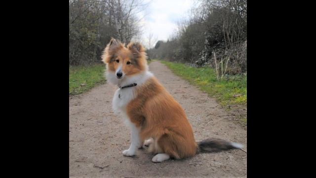 Our Lassie Dog Wants To Go Home 🏡 Light Instrumental Music Relaxing Sleep Melody Easy Listening Son смотреть онлайн