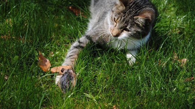What Would Happen If All Of The Cats In The World Disappeared? смотреть онлайн