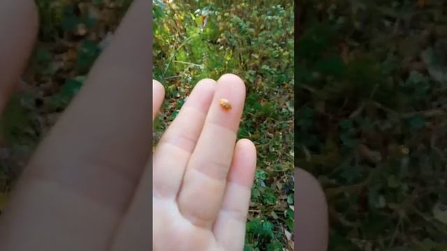 Осенняя божья коровка в лесу