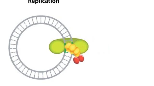 Rolling Circle Mode of DNA Replication смотреть онлайн
