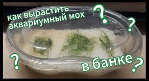 Как вырастить аквариумный мох в банке?