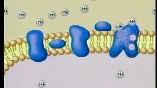 Electron Transport Chain 8 смотреть онлайн