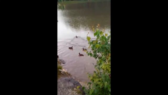 Утки в качканаре смотреть онлайн