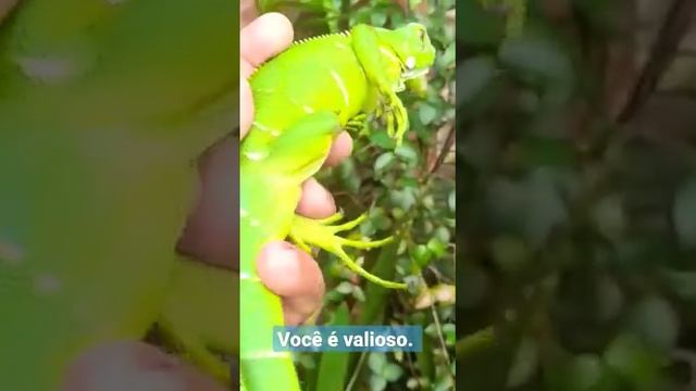#natureza #incrível #fantástico #curiosidades смотреть онлайн