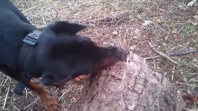 Голодная собака))) смотреть онлайн