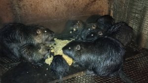 ЧЕМ кормлю НУТРИЙ / Полезные ДОБАВКИ в кашу. 27.10.24