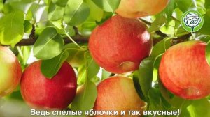 Вкусный 100% сок «Фруктовый сад»  никакого добавленного сахара!