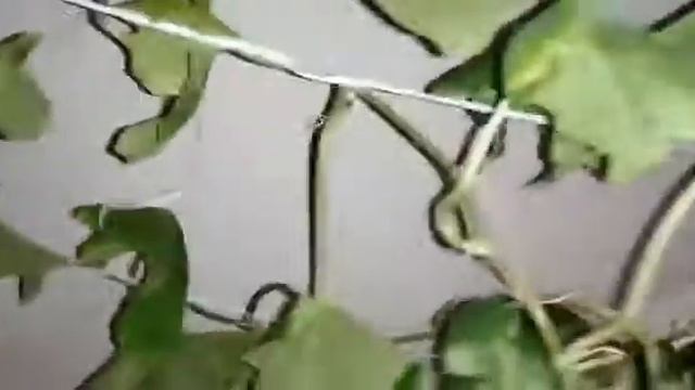 Очередной смотреть онлайн
