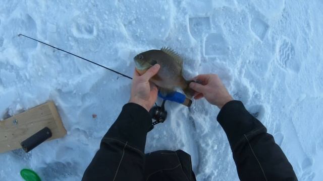 Using Deeper Sonar to Locate Jumbo Bluegill Mega Schools (Super Aggressive Bluegill!) смотреть онлайн