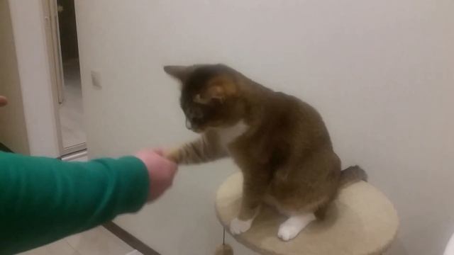 Кот дает лапу смотреть онлайн