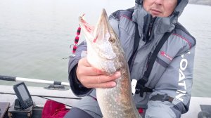 в отвес #судак и #щука декабрь на дворе #рыбалка с лодки #лодка #зима #осень #дон #рыба