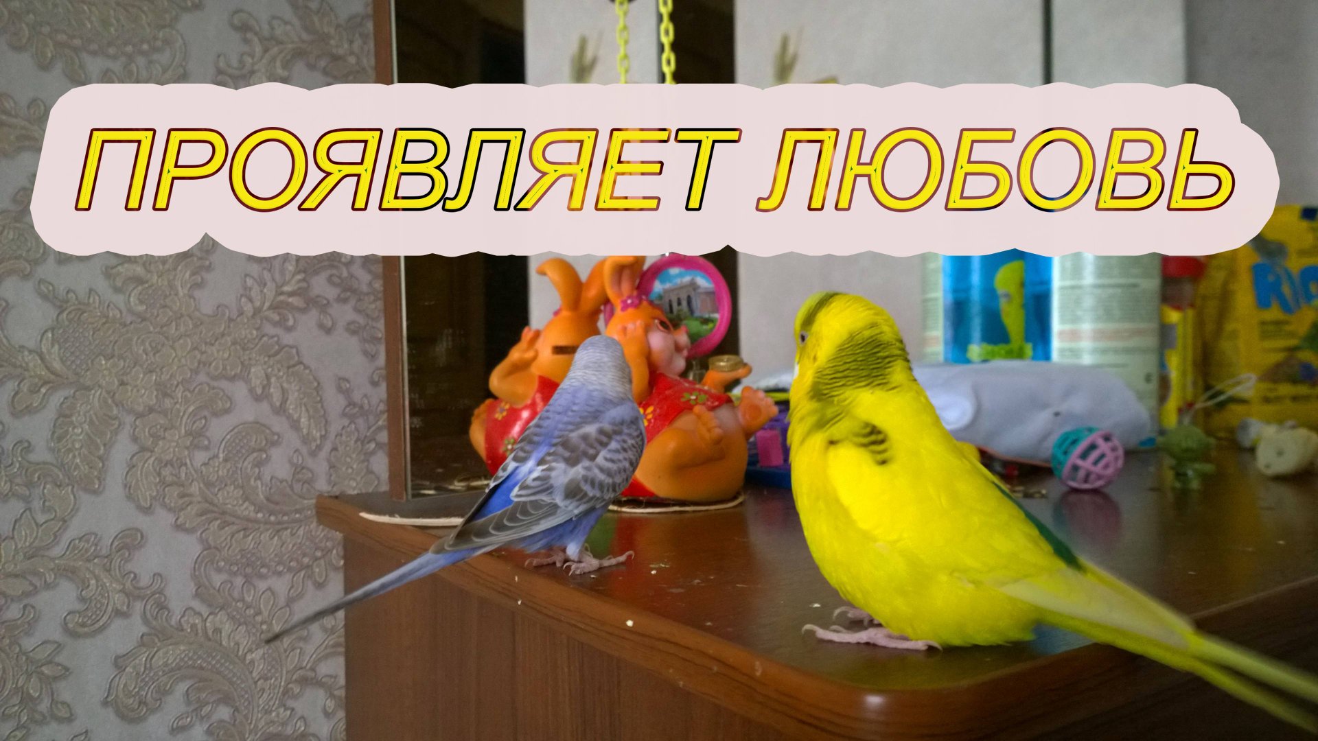 КАК ВОЛНИСТЫЙ ПОПУГАЙ ПРОЯВЛЯЕТ ЛЮБОВЬ!? 5 МИНУТ УПОРНО ПОЁТ, ТАНЦУЕТ ДЛЯ САМКИ! Чика не сдаётся! смотреть онлайн