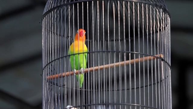 NGERI..!!! GAYA LOVEBIRD VINO GEGERKAN CIREBON смотреть онлайн