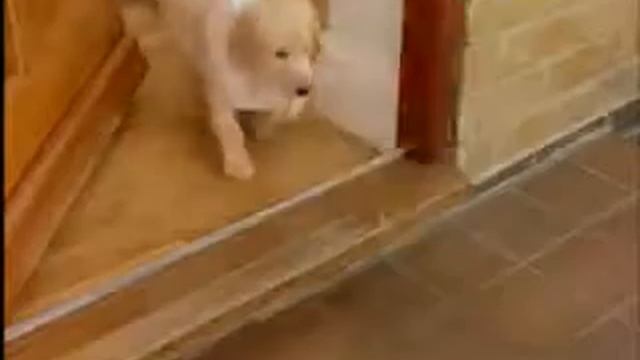 smart puppy смотреть онлайн