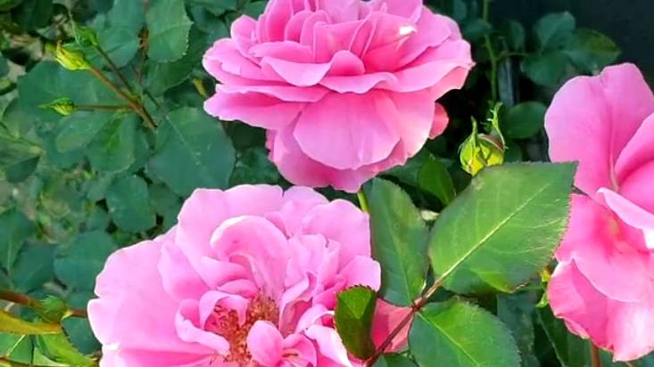 Шестая сезонная обработка роз. смотреть онлайн