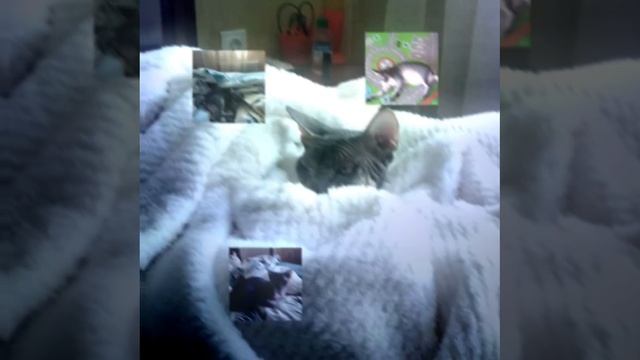 Эдит на моего кота (видео не мое) смотреть онлайн