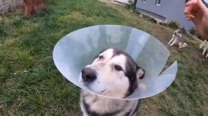 собака  #собаки  #хаски