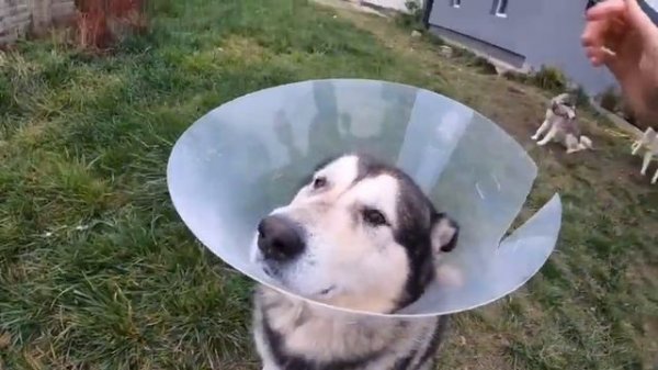 собака #собаки #хаски