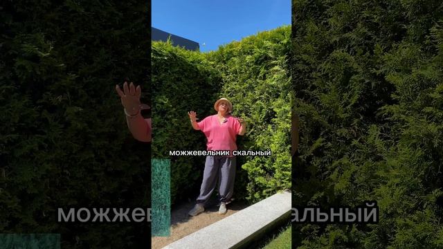 Чем закрыть забор? #сад смотреть онлайн