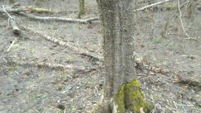 Четыре рога,4 апреля,,рога оленя,даниэл,поиск рогов смотреть онлайн