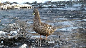 Всё о подсадных утках | Семёновской породе 300 лет | Рассказ охотоведа