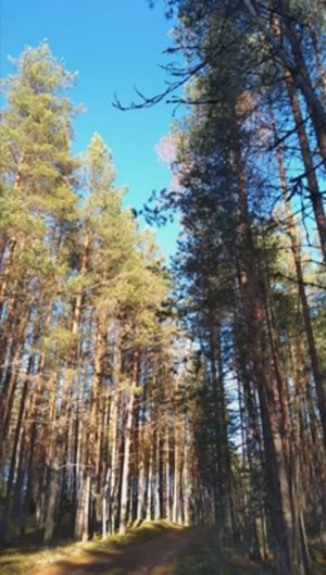 №61 Восстановление и гармонизация биологических структур