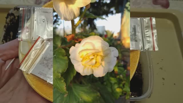 Клубневая бегония из семян. Два новых способа посева семян бегонии. смотреть онлайн