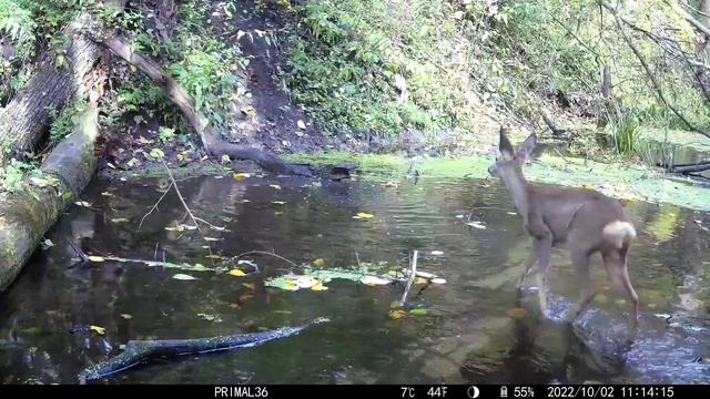 🦌 ЕВРОПЕЙСКИЕ КОСУЛИ / sjcam m50 🎥 смотреть онлайн