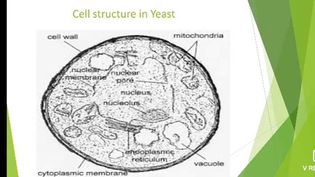 Yeast -Vegetative Structure/Dr. Sushma Sharma смотреть онлайн
