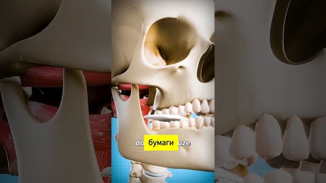 Как вправить челюсть😨 #анатомия #anatomy #биология #медицина смотреть онлайн