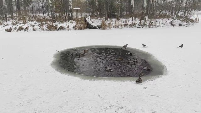 Пришла зима