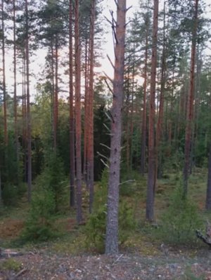 №51 Сонастройка и гармонизация полей