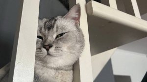 Милые коты !!! Подборка с милыми котиками !!! Подборка #7