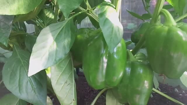 Выращивание и Уход за Болгарскими Перцами в Теплице и Открытом Грунте на Урале. смотреть онлайн