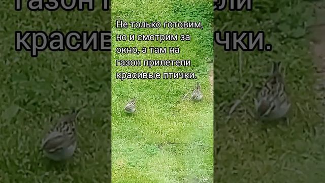 что едят вегетарианцы - рис в томате с зеленью. смотреть онлайн