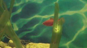 Лечение колумнариоза (болезнь белого рта) у аквариумных рыбок.