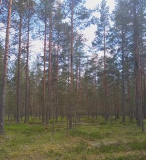 №40 Сонастройка и гармонизация вибраций головного мозга и органов до эталона