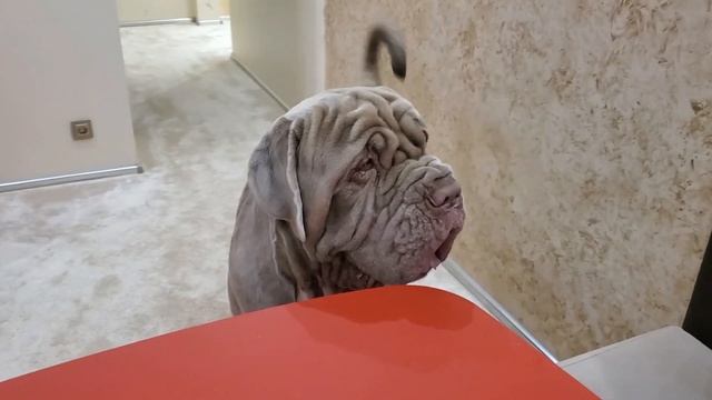 Мастино неаполитано, Неаполитанский мастиф и шарик.