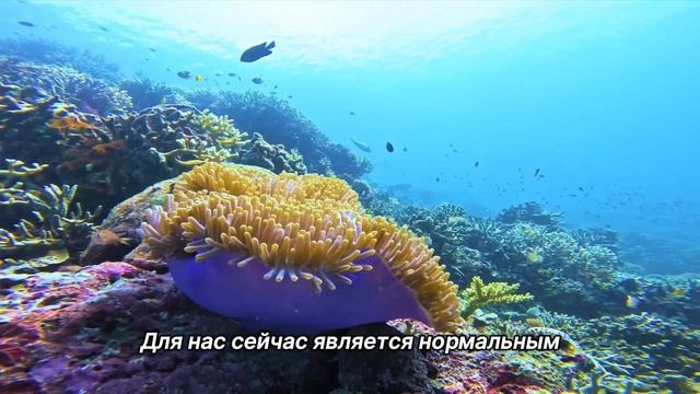 "Чувства". 15 декабря. Мелоди Битти. Ежедневник для созависимых. смотреть онлайн