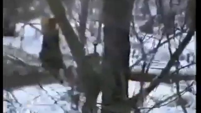 ЗООЛОХОТРОН 2 В чем суть всего происходящего смотреть онлайн