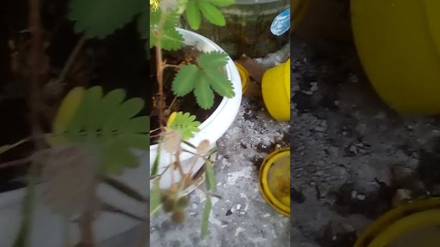 Цветок 'импотент'😀😄 смотреть онлайн