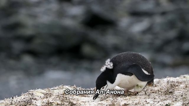 "Собрания Ал-анона". 18 декабря. День за днем в Ал-анон. Ежедневник для созависимых смотреть онлайн