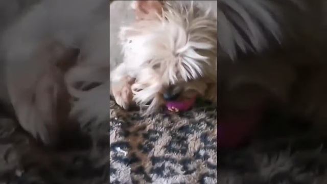 Моё первое видео на канале ЗЛАЯ СОБАКА смотреть онлайн