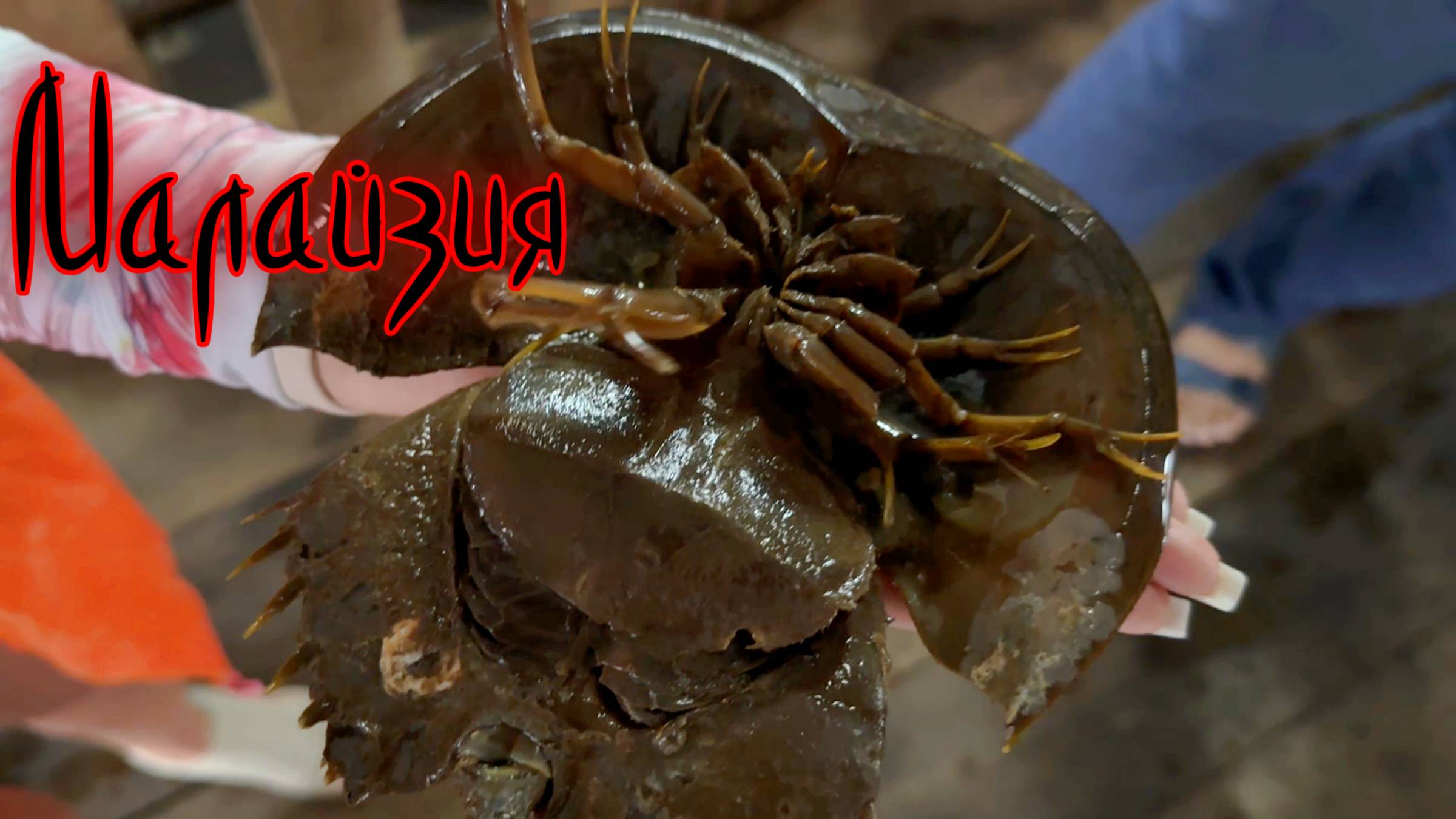 Мангровые заросли и пещеры в Малайзии