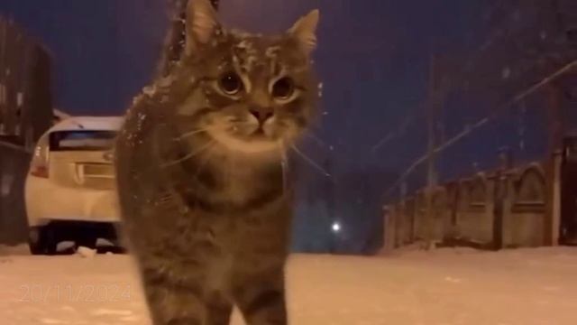 Я ЗИМОЙ В💙 смотреть онлайн