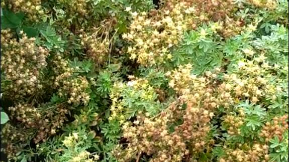 Нужно ли обрезать у лапчатки отцветшие цветы. смотреть онлайн