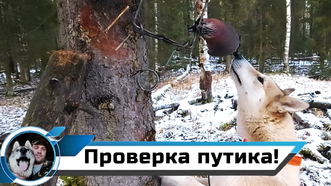 ПРОВЕРКА КАПКАНОВ НА КУНИЦУ В НОВОМ СЕЗОНЕ 2024-2025 смотреть онлайн