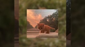 Песни из тик тока