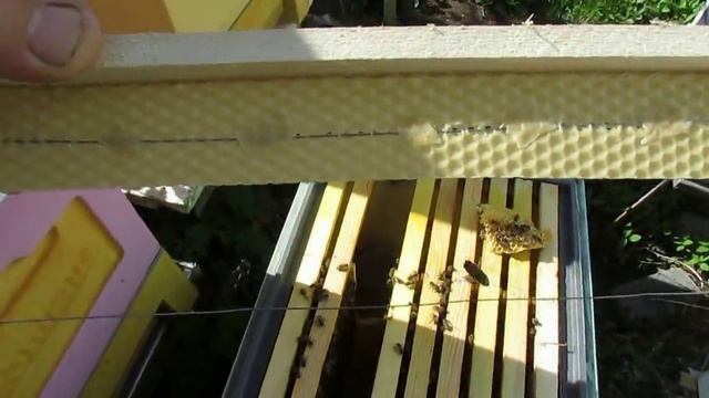 пчеловодство на ячейке 4,9 мм - часть 71, 12 рамок отстроили ставлю еще 3 с полосками вощины смотреть онлайн